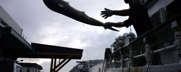 Выгрузка рыбы с торгового судна. Китай - 俄罗斯卫星通讯社