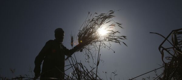 Сбор урожая в Пакистане - 俄罗斯卫星通讯社