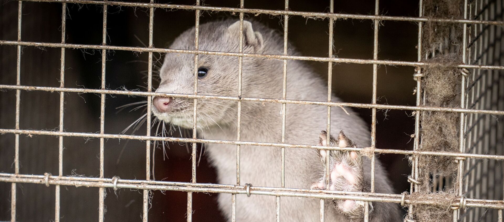 Норка в клетке на норковой ферме в Йёрринге, Дания - 俄罗斯卫星通讯社, 1920, 06.11.2020