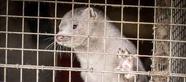 Норка в клетке на норковой ферме в Йёрринге, Дания - 俄罗斯卫星通讯社