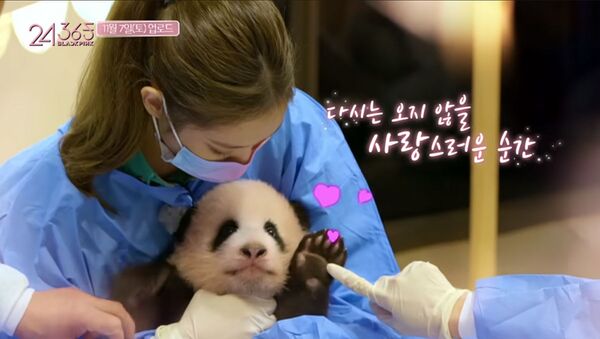 韓國女團近距離接觸熊貓的視頻引起中國博主的憤怒 - 俄羅斯衛星通訊社