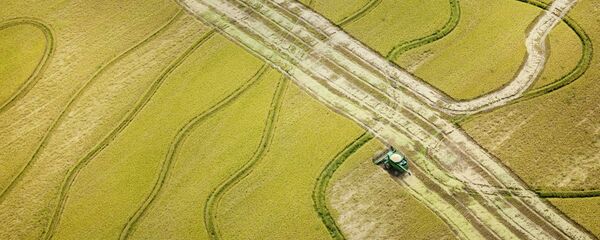 Уборка риса в Арканзасе. Уборка риса в Арканзасе. - 俄羅斯衛星通訊社