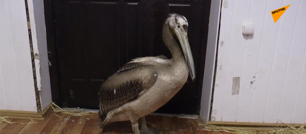 鹈鹕如何落在萨马拉农村的鸡舍中 - 俄罗斯卫星通讯社