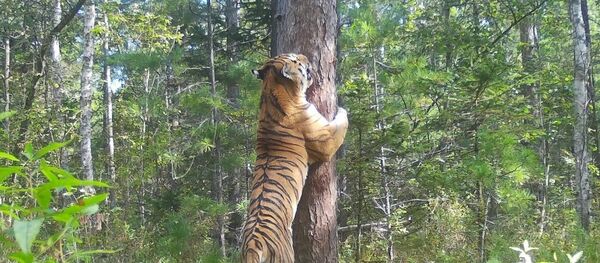 Амурский тигр - 俄羅斯衛星通訊社