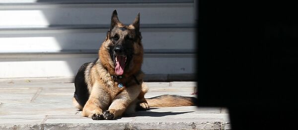 Овчарка Джо Байдена по кличке Champ - 俄罗斯卫星通讯社