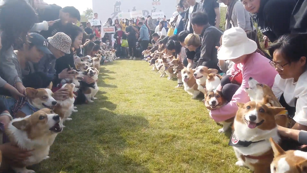 上海舉行柯基聚會 狗狗們盛裝出席 - 俄羅斯衛星通訊社
