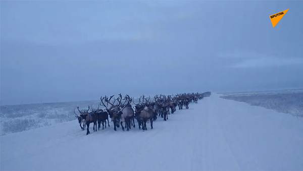 俄罗斯北方的游牧民族如何驱赶驯鹿？ - 俄罗斯卫星通讯社