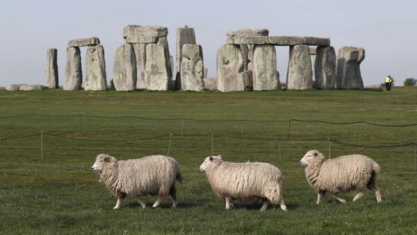 Овцы на фоне Стоунхенджа в Великобритании - 俄罗斯卫星通讯社