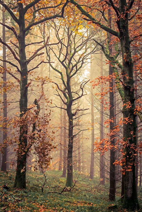 Снимок Mortimers Tree британского фотографа David G Jones, попавший в ТОП-101 конкурса The International Landscape Photographer of the Year 2020 - 俄羅斯衛星通訊社