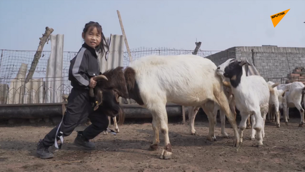 7歲女孩管300多只羊 - 俄羅斯衛星通訊社