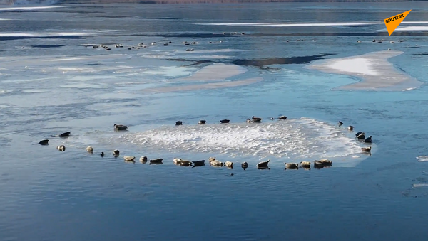 数千只海豹登上贝加尔湖初结的冰层上面（视频） - 俄罗斯卫星通讯社