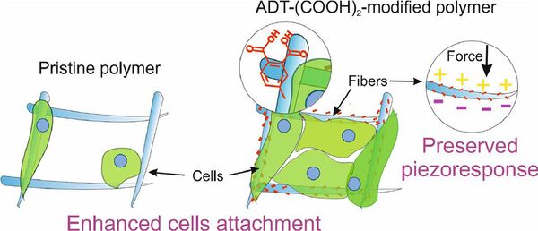 科学家研制出“未来材料” 可促进骨骼高效融合 - 俄罗斯卫星通讯社