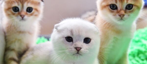 Котята пород скоттиш-фолд (шотландская вислоухая) и скоттиш-страйт (шотландская прямоухая) на выставке КоШарики-Шоу в Москве - 俄羅斯衛星通訊社