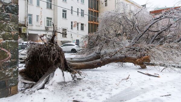 Последствия ледяного дождя во Владивостоке - 俄羅斯衛星通訊社