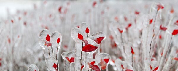 Последствия ледяного дождя во Владивостоке - 俄罗斯卫星通讯社