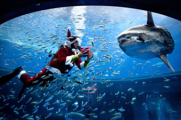 日本一名打扮成圣诞老人的潜水员在水族馆喂鱼 - 俄罗斯卫星通讯社