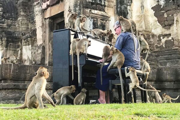 英国音乐家保罗·巴顿(Paul Barton)在泰国华富里给猴子弹钢琴 - 俄罗斯卫星通讯社