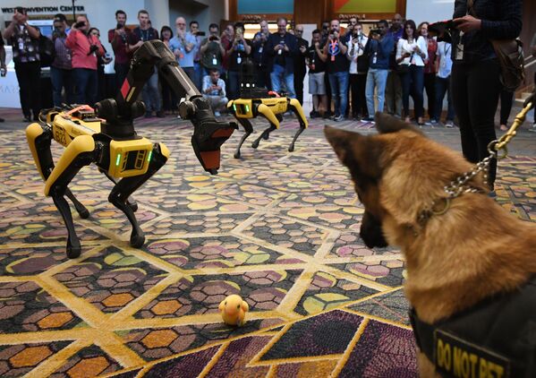 美国波士顿动力公司（Boston Dynamics）的机器狗Spot在拉斯维加斯举行的“亚马逊Ｒｅ：火星”（Amazon Re：MARS）机器人与人工智能会议上，２０１９年 - 俄罗斯卫星通讯社