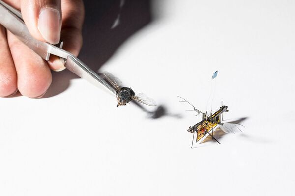 比真苍蝇稍大一点的会飞的机器人苍蝇（RoboFly） - 俄罗斯卫星通讯社