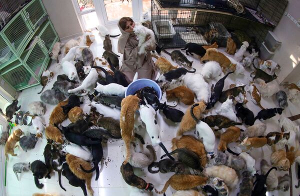 阿曼女子與480只貓和12只狗共處一室 - 俄羅斯衛星通訊社