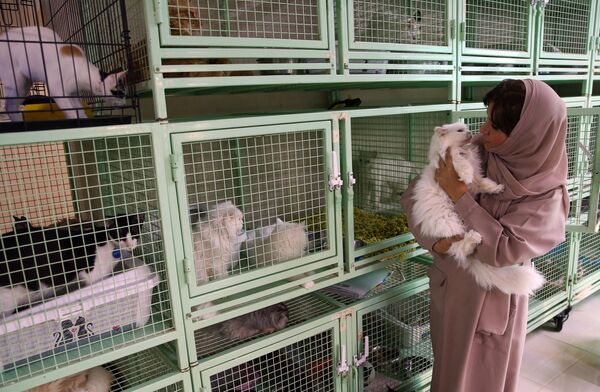 阿曼女子与480只猫和12只狗共处一室 - 俄罗斯卫星通讯社