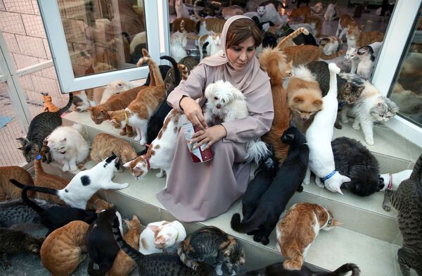 阿曼女子与480只猫和12只狗共处一室 - 俄罗斯卫星通讯社