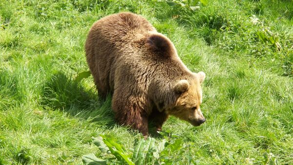 Бурый медведь - 俄羅斯衛星通訊社