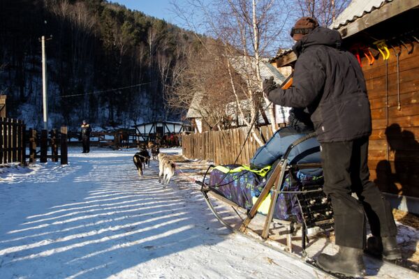 遊客在貝加爾湖利斯特維揚卡小鎮乘坐狗拉雪橇 - 俄羅斯衛星通訊社