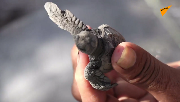 數百隻海龜被放歸海洋 - 俄羅斯衛星通訊社