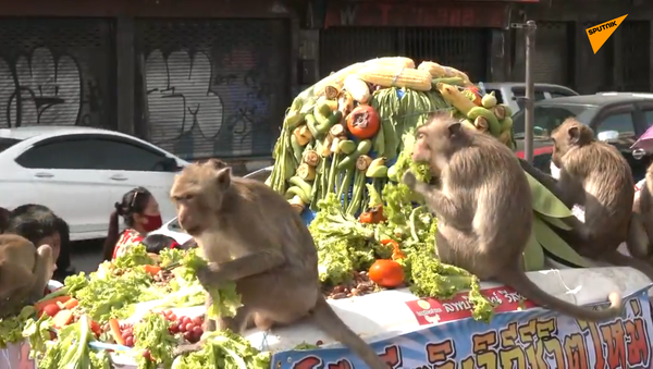 泰國舉辦年度“猴子自助餐”宴會 - 俄羅斯衛星通訊社
