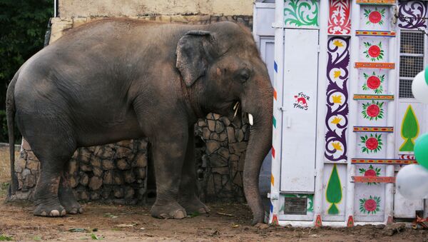 Слон Кааван ожидает перевозки в заповедник в Камбодже из зоопарка Маргазар в Исламабаде, Пакистан - 俄罗斯卫星通讯社
