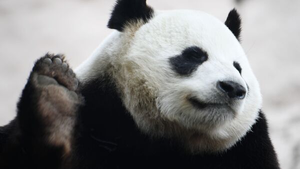 Большая панда в вольере Московского зоопарка перед открытием после карантина.  - 俄罗斯卫星通讯社