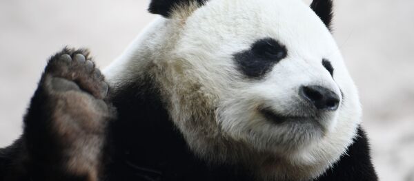 Большая панда в вольере Московского зоопарка перед открытием после карантина.  - 俄羅斯衛星通訊社