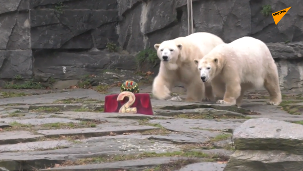 北極熊慶祝自己的生日  - 俄羅斯衛星通訊社
