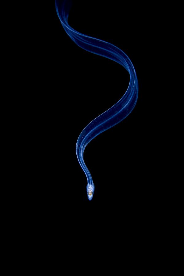 《未來海鱔》，加利斯·奧阿頗，在“藝術和自然形象”類勝出 - 俄羅斯衛星通訊社