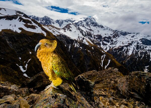 《啄羊鹦鹉》，马尔钦·多巴斯，波兰，在“栖息地中的动物”类胜出 - 俄罗斯卫星通讯社