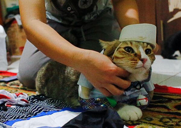 Кошка в косплей-костюме - 俄羅斯衛星通訊社