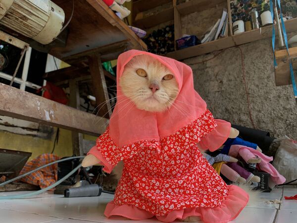 Кошка в косплей-костюме - 俄羅斯衛星通訊社