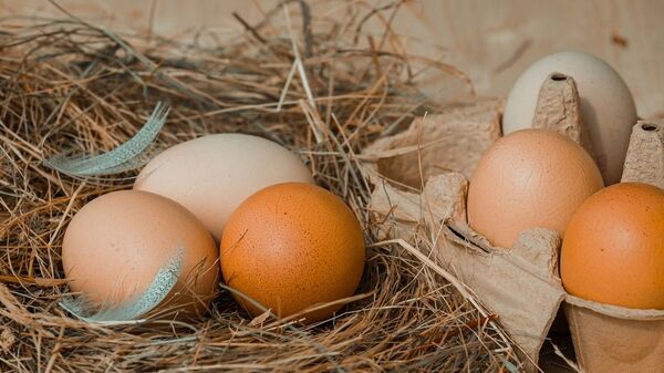 媒體：美國雞蛋價格上漲導致養雞需求激增 - 俄羅斯衛星通訊社