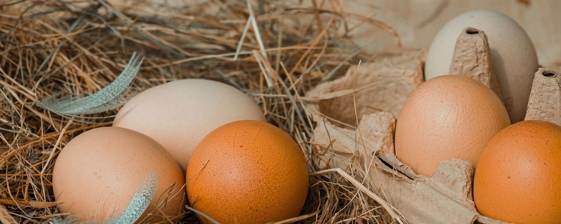 俄农业部评估鸡蛋短缺风险 - 俄罗斯卫星通讯社, 1920, 28.05.2021