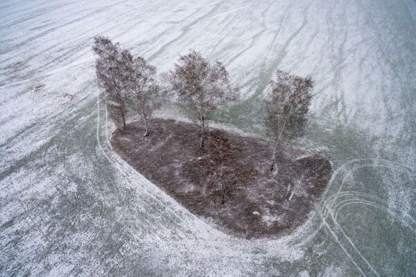 Снегопад на поле с озимыми культурами в Новосибирской области - 俄罗斯卫星通讯社