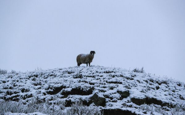  Овца на вершине холма в Северном Йоркшире - 俄罗斯卫星通讯社