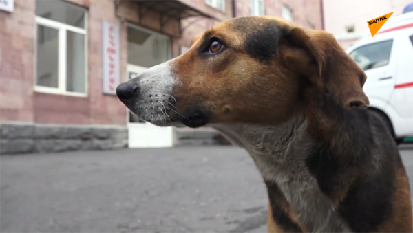 卡拉巴赫一名傷員的愛犬在埃里溫醫院等待主人20天 - 俄羅斯衛星通訊社