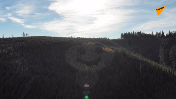 美國俄勒岡州的森林山坡被巨大的笑臉裝點 - 俄羅斯衛星通訊社