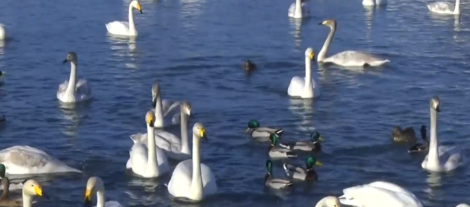 天鵝湖：不結冰鳥捨  - 俄羅斯衛星通訊社, 1920, 07.12.2020