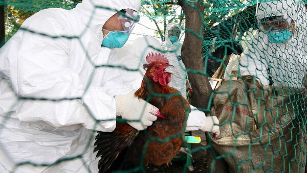 中國西南地區三人感染H5N6禽流感 一人死亡 - 俄羅斯衛星通訊社