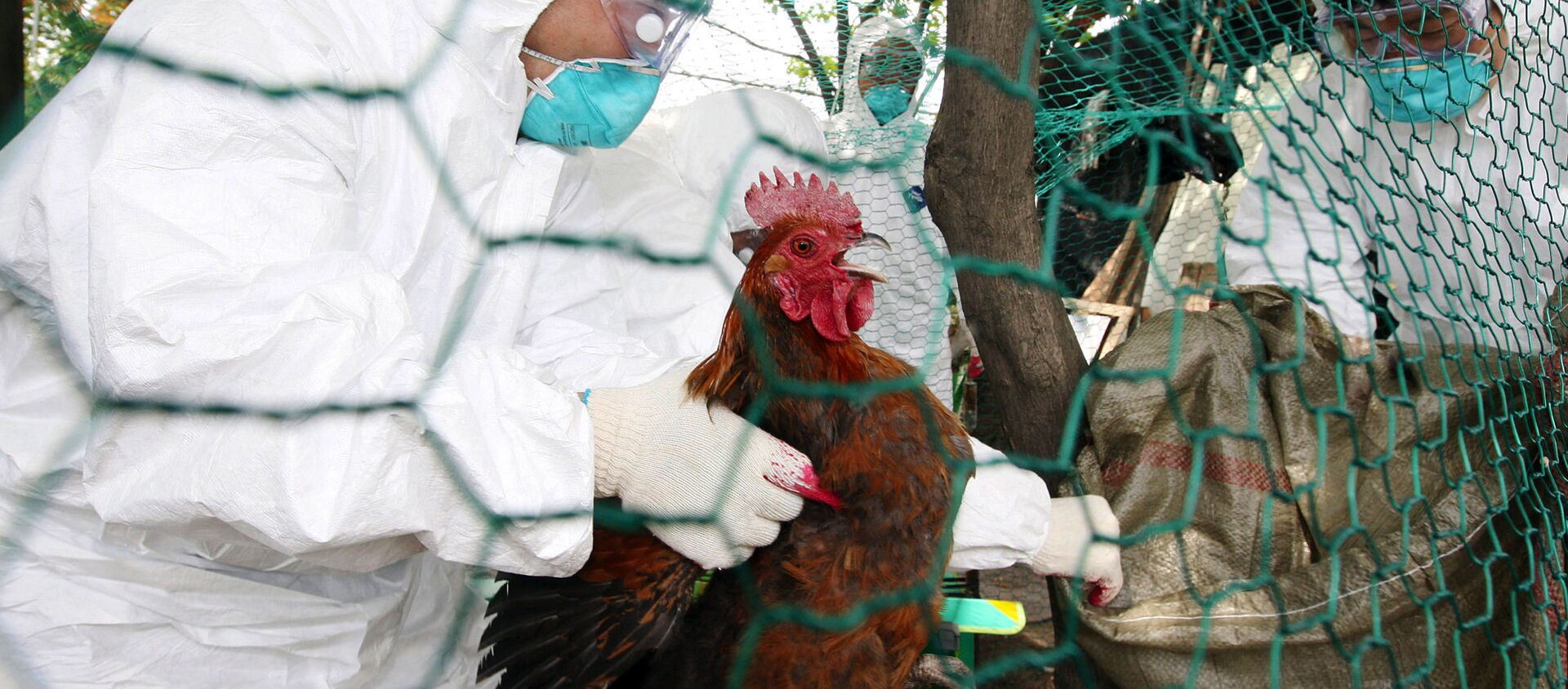 中國西南地區三人感染H5N6禽流感 一人死亡 - 俄羅斯衛星通訊社, 1920, 24.07.2021