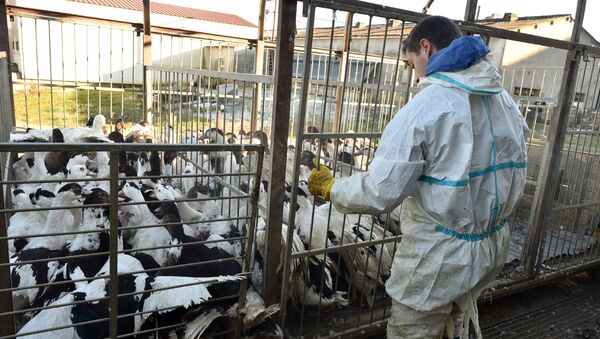 Вспышка птичьего гриппа H5N8 на утиной ферме во Франции - 俄羅斯衛星通訊社