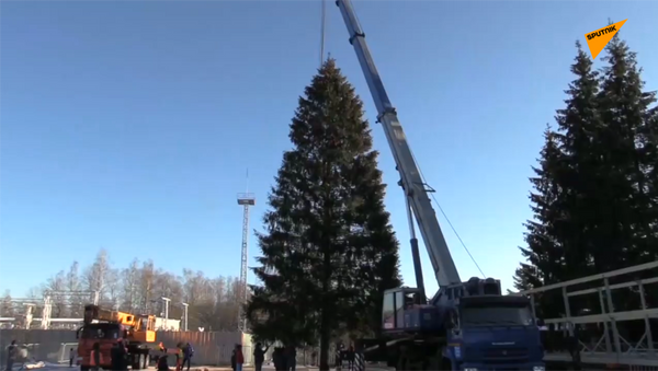 俄罗斯主新年枞树已砍伐完毕 - 俄罗斯卫星通讯社