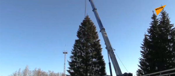 俄羅斯主新年樅樹已砍伐完畢 - 俄羅斯衛星通訊社